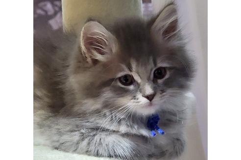 成約済の埼玉県のサイベリアン-19978の5枚目